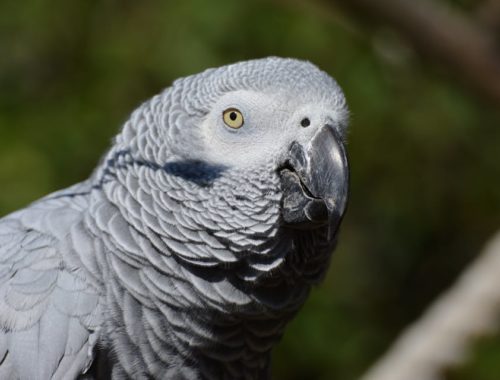 African Grey Parrot