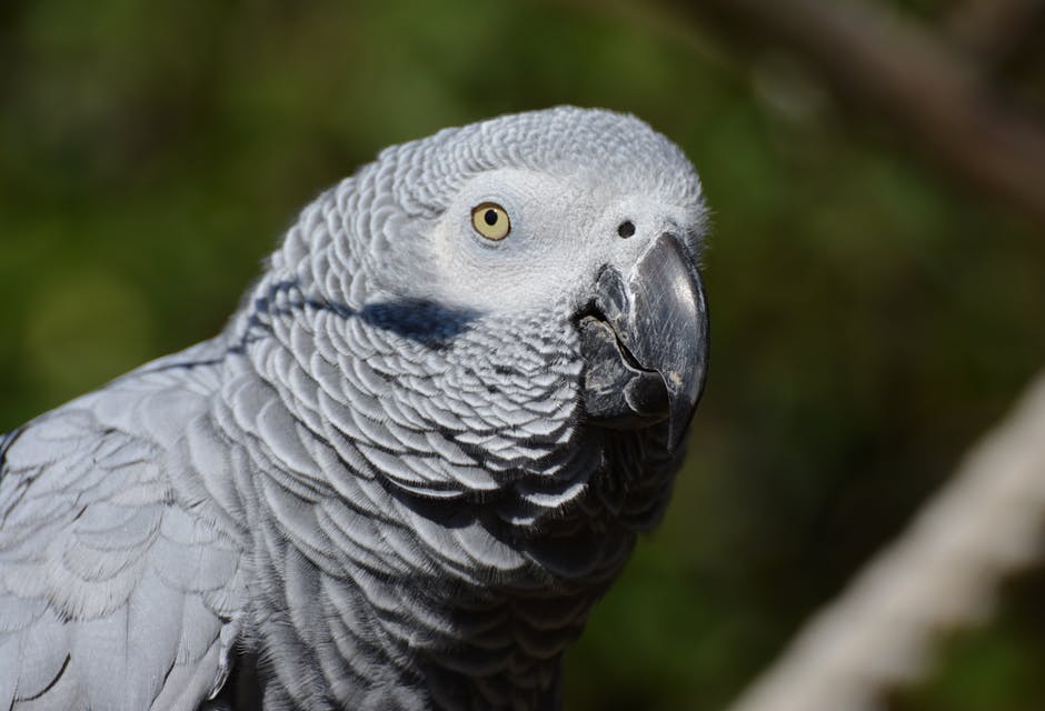 African Grey Parrot