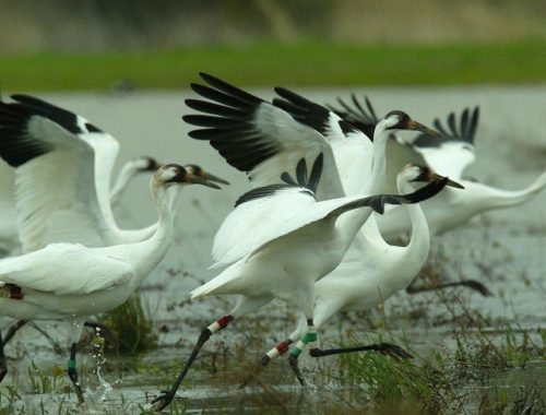 Bird Sanctuaries of India