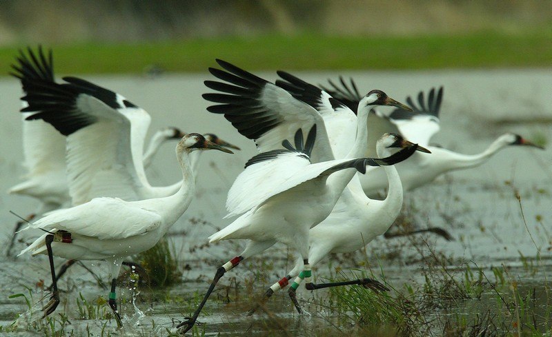 Bird Sanctuaries of India