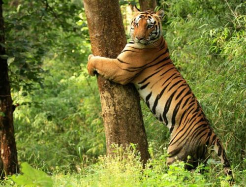 Tiger Reserves in India